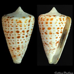 Lindaconus atlanticus (Clench, 1942))