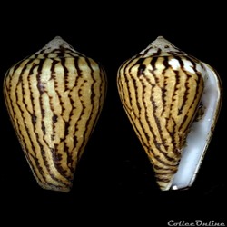 Lautoconus (Varioconus) zebroides (Kiener, 1845)