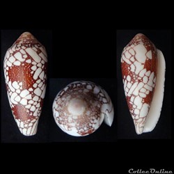Darioconus omaria (Hwass in Bruguière, 1792)