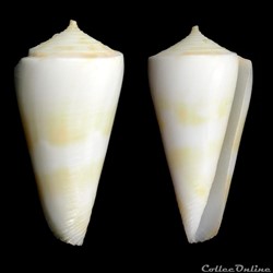 Attenuiconus attenuatus (Reeve, 1844)