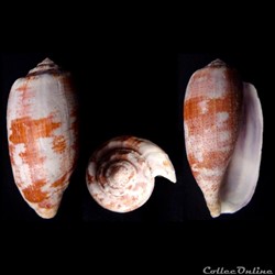 Gastridium tulipa (Linnaeus, 1758)