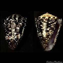 Leptoconus locumtenens (Blumenbach, 1791))