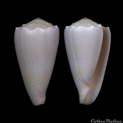 Conus crosseanus Bernardi, 1861