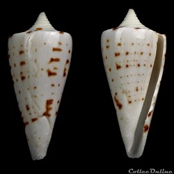 Strategoconus (Strategoconus) maldivus f. spirogloxus Deshayes, 1863&