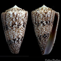 Conus araneosus Lightfoot, 1786