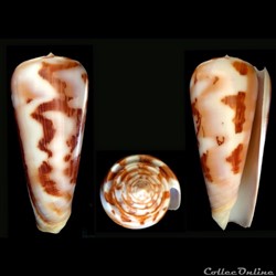 Pionoconus gubernator (Hwass in Bruguière, 1792)