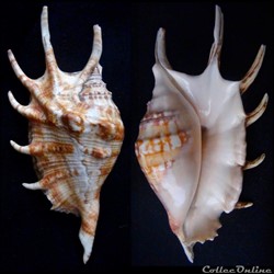 Lambis lambis (Linnaeus, 1758)