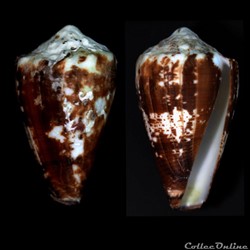 Stephanoconus bartschi (Hanna & Strong, 1949)
