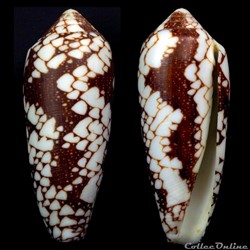 Darioconus episcopatus (da Motta, 1988)