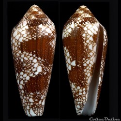 Darioconus magnificus (Reeve, 1843)