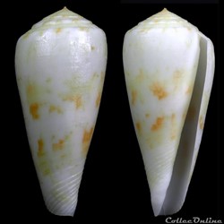 Textilia (Afonsoconus) kinoshitai (Kuroda, 1956)