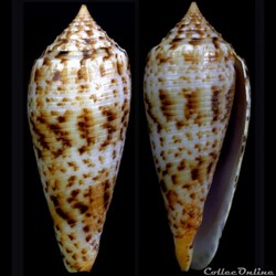 Phasmoconus (Phasmoconus) pretiosus (Nevill & Nevill, 1874)