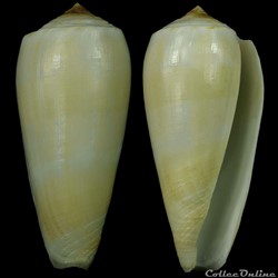 Pionoconus ustulatus (Reeve, 1844)