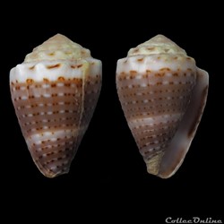 Virroconus (Miliariconus) tiaratus (Sowerby I, 1833)