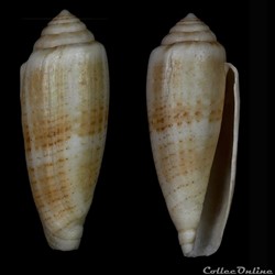 Virgiconus ( Pseudohermes) austroviola (Röckel & Korn, 1992)