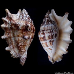 Lambis lambis (Linnaeus, 1758)