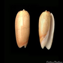 Oliva (Viduoliva) vidua f. aurata   (Röding, P.F., 1798)