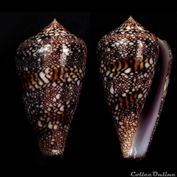 Cylindrus textilinus (Kiener, 1845)