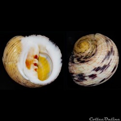 Nerita peloronta