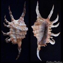 Lambis robusta (Swainson, 1821)