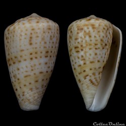 Sciteconus infrenatus (Reeve, 1848)