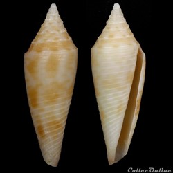 Fusiconus (Fusiconus) elegans (Sowerby III, 1895)