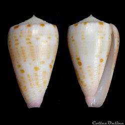 Tesseliconus devorsinei Petuch, Berschauer & Porenski 2015