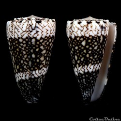 Conus vidua Reeve, 1843