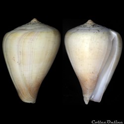 Pyruconus patricius (Hinds, 1843)