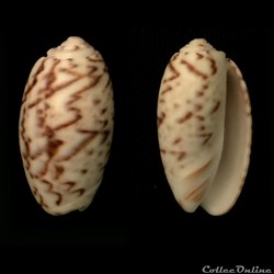 Oliva (Carmione) bulbosa f. undata, (Lamarck 1811)