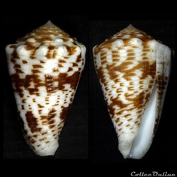 Asprella sulcocastanea (Kosuge, 1981)