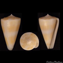 Virgiconus berdulinus (Veillard, 1972)