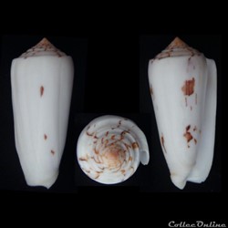 Pionoconus gubernator (Hwass in Bruguière, 1792)