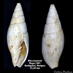 Mitra basteroti , Mayer 1891
