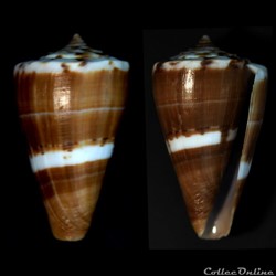 Kioconus (Kioconus) fumigatus (Hwass in Bruguière, 1792)