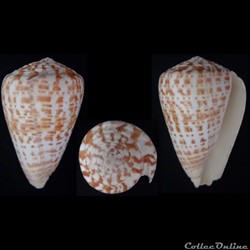 Kalloconus (Kalloconus) pulcher (Lighfoot, 1786)