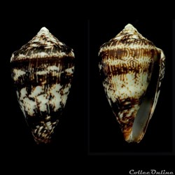 Lautoconus (Africonus) galeao (Rolán, 1996)