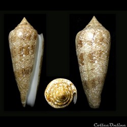 Cylindrus gloriamaris (Chemnitz, 1777)