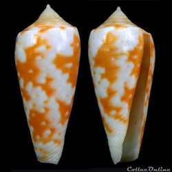 Textilia (Textilia) timorensis (Hwass, 1792)