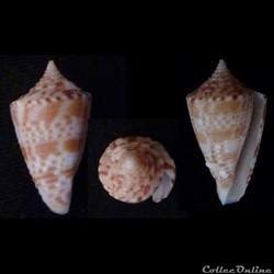 Conasprella wakayamaensis (Kuroda, 1956)