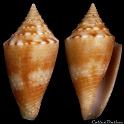 Ximeniconus (Jaspidiconus) cf.