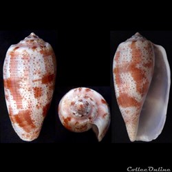 Gastridium tulipa (Linnaeus, 1758)