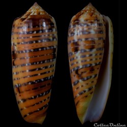 Textilia (Textilia) dusaveli (H. Adams, 1872)