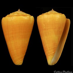 Ductoconus (Ductoconus) apogrammatus (Dall, 1910)