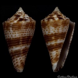 Conasprella wakayamaensis (Kuroda, 1956)