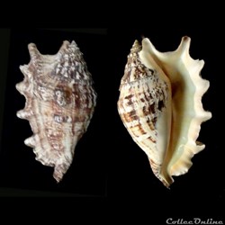 lambis Junénile
