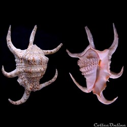 Harpago chiragra (Linnaeus, 1758)