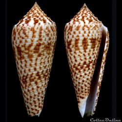 Phasmoconus (Phasmoconus) laterculatus (Sowerby III, 1870)
