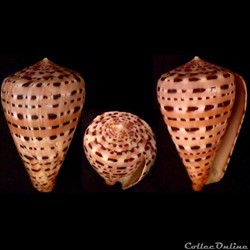 Kalloconus (Genuanocpnus) genuanus (Linnaeus, 1758)