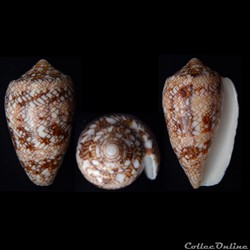 Cylindrus textile (Linnaeus, 1758)
